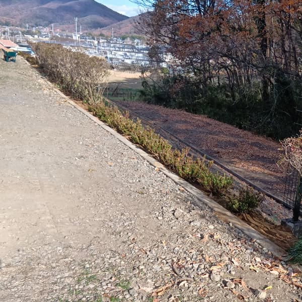 施工10：植栽は既存と同じサツキツツジを植え込みました