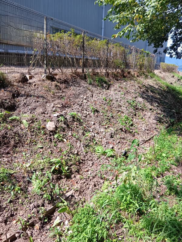 被害の状況2：既存のフェンスはありましたが下部の隙間も大きく、途中で途切れているため、敷地内に進入され、あちこちと掘り起こされています