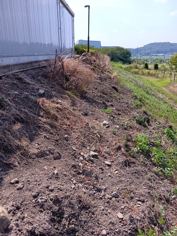 被害の状況3：フェンスなどもなく人気の少ない倉庫裏、日当たりが良い斜面では獣道ができていてイノシシにとっては最高の砂浴び場が完成していました💦