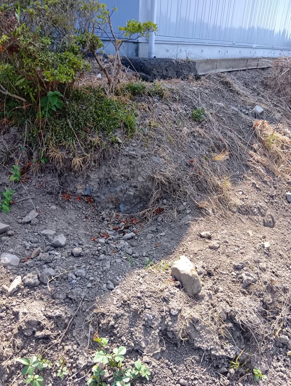 被害の状況4：酷い箇所はこの様に深く大きく掘られていましたイノシシ恐るべし