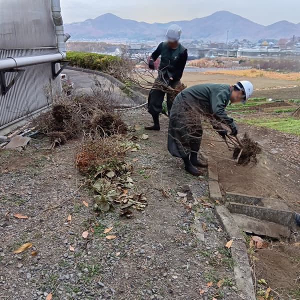 被害の状況5：植栽もひっくり返されて枯れてしまっています